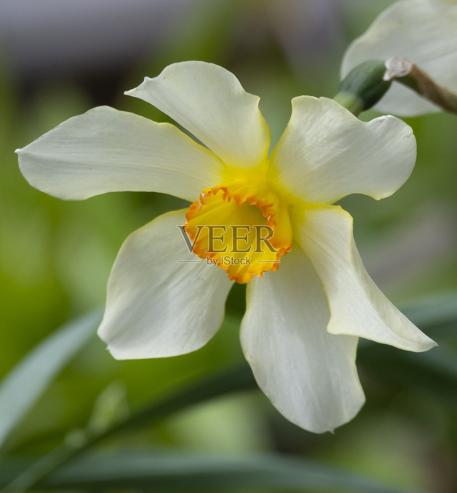 水仙花照片摄影图片