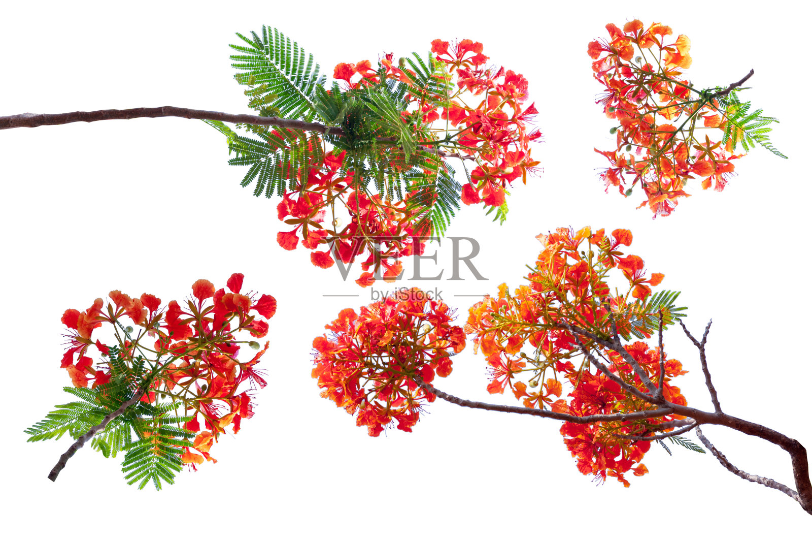 皇家猩猩红花，红色的花孤立在白色的背景。照片摄影图片