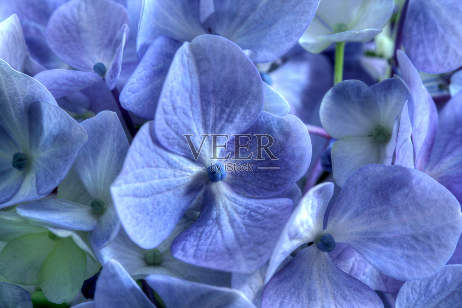 绣球花照片摄影图片