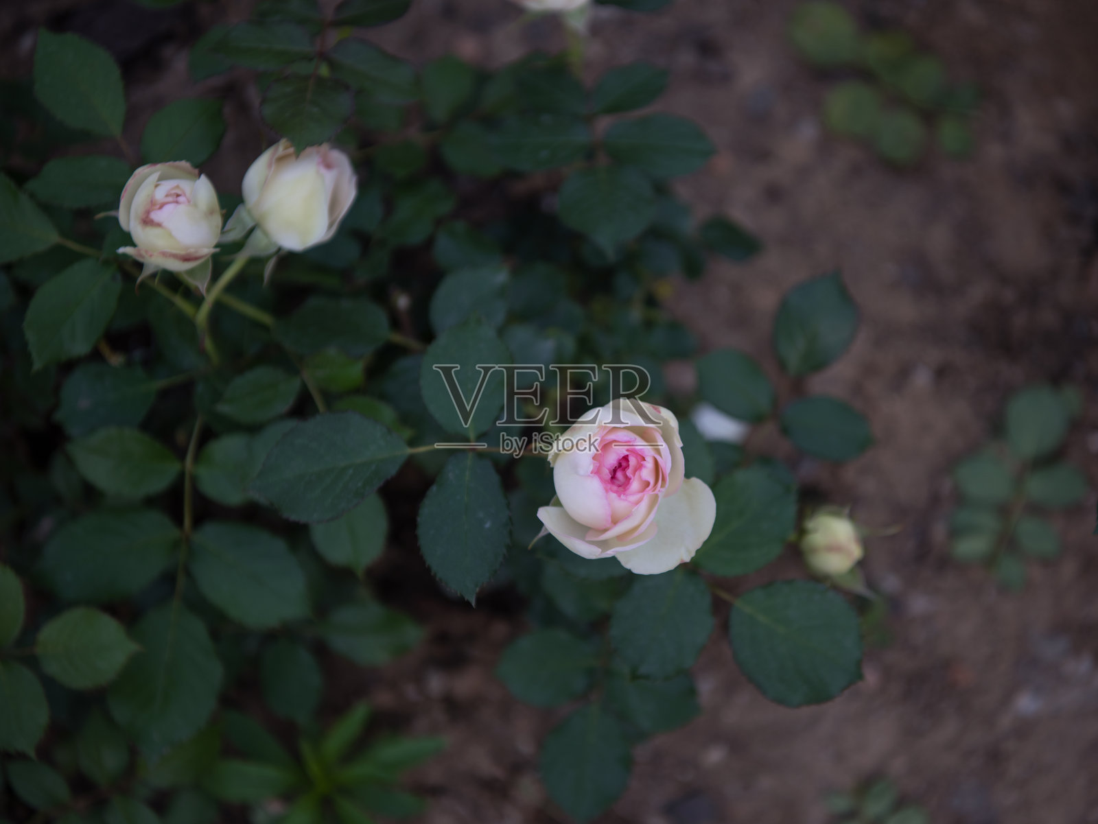 花园里美丽的玫瑰，情人节的玫瑰。照片摄影图片