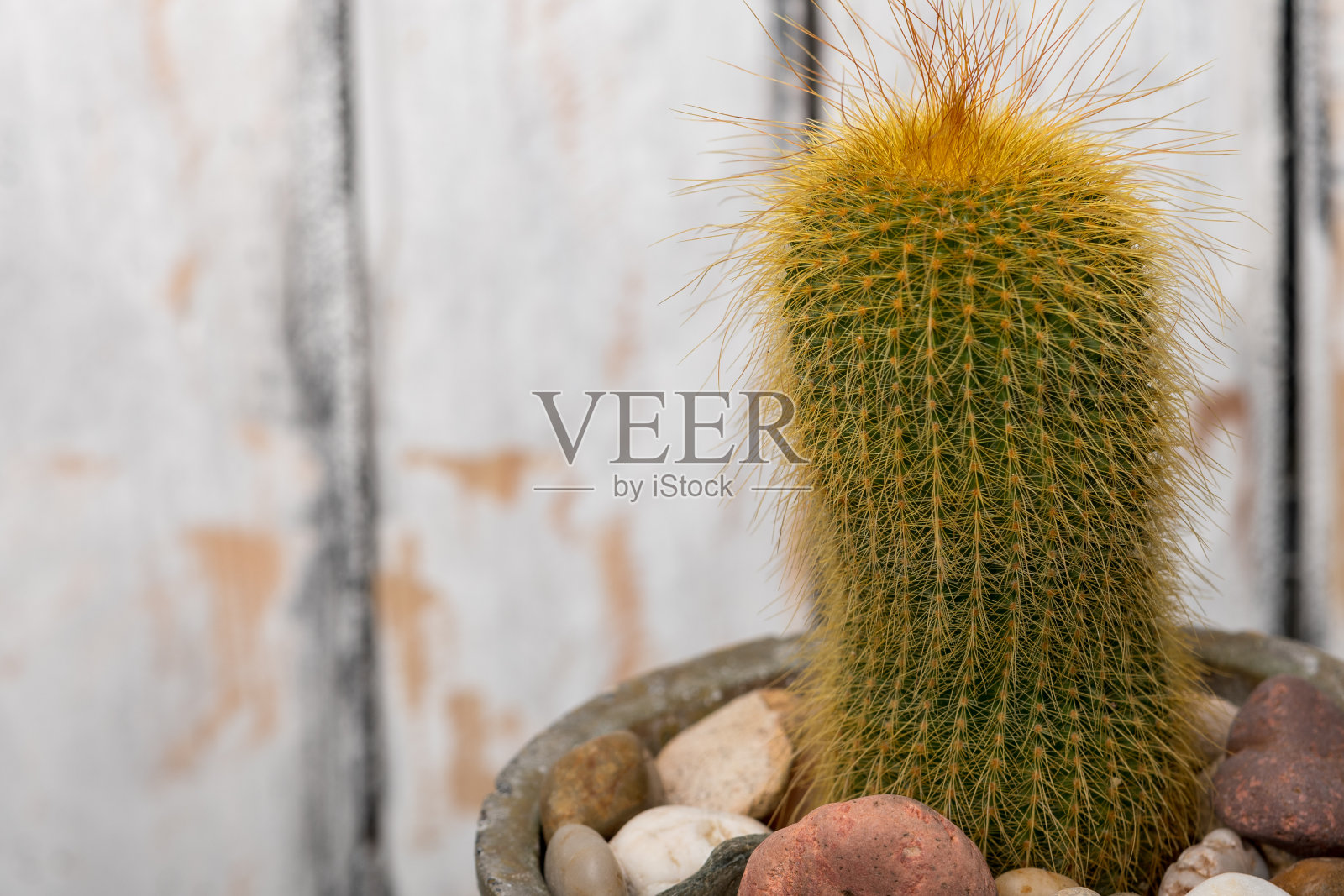 多刺的梨和多肉植物放在小的装饰盆里，旁边是圆形的石头照片摄影图片