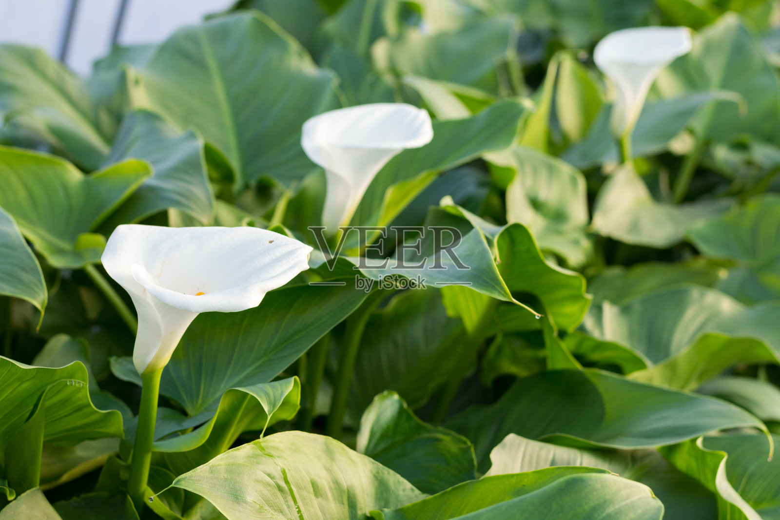 温室生产白色马蹄莲花照片摄影图片