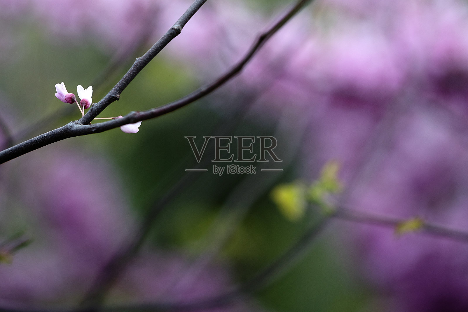 春天的花朵在树枝上绽放。照片摄影图片