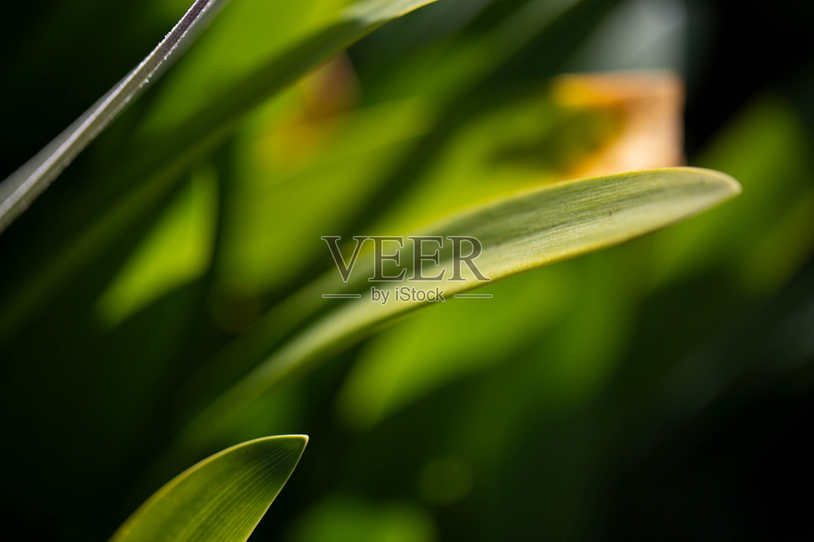 叶子特写照片摄影图片