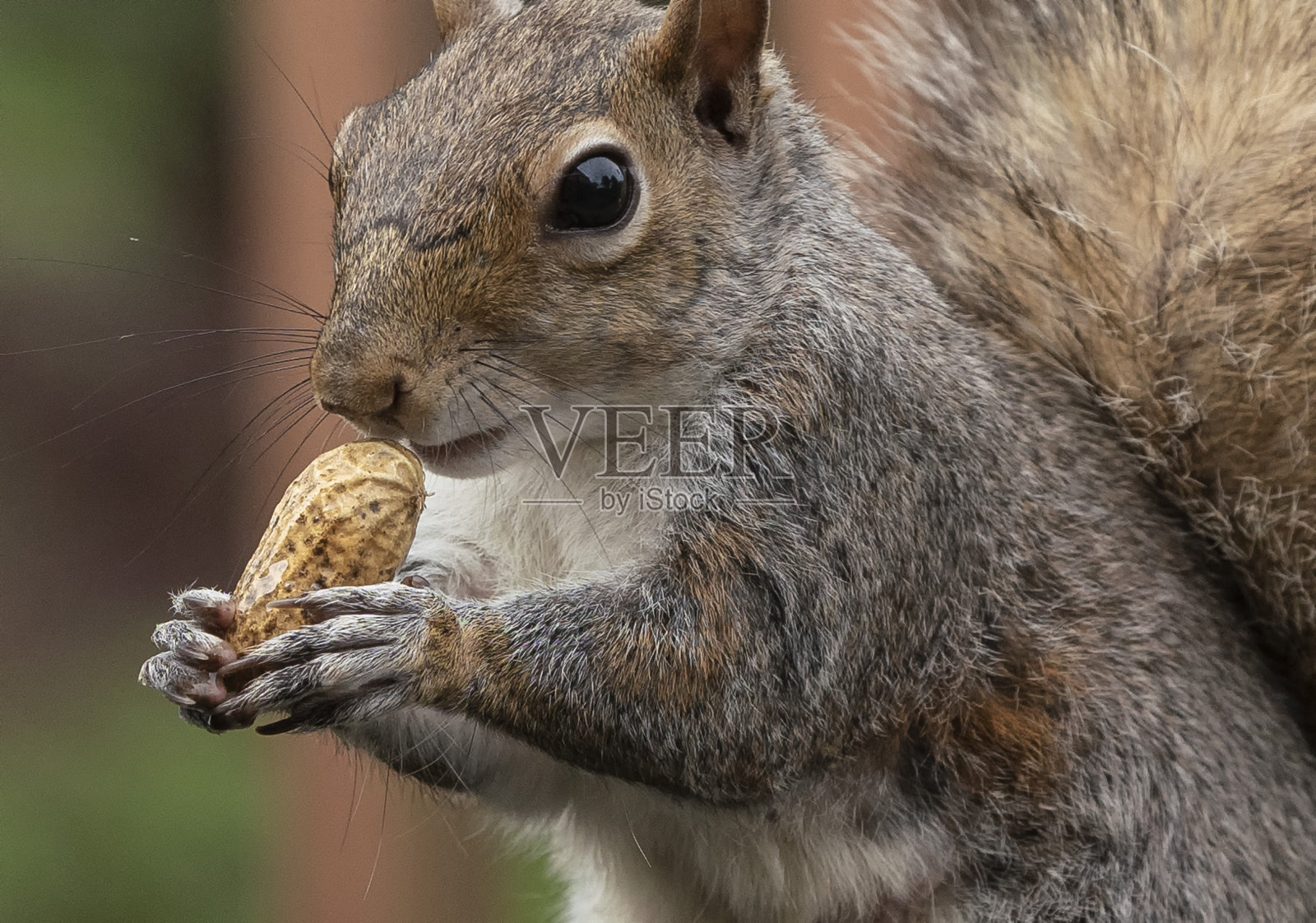得到了螺母照片摄影图片