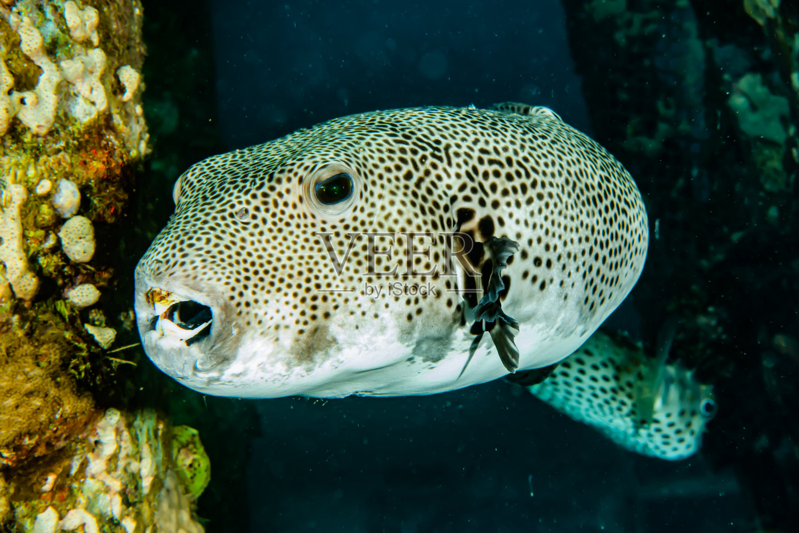 鱼在红海中游动照片摄影图片