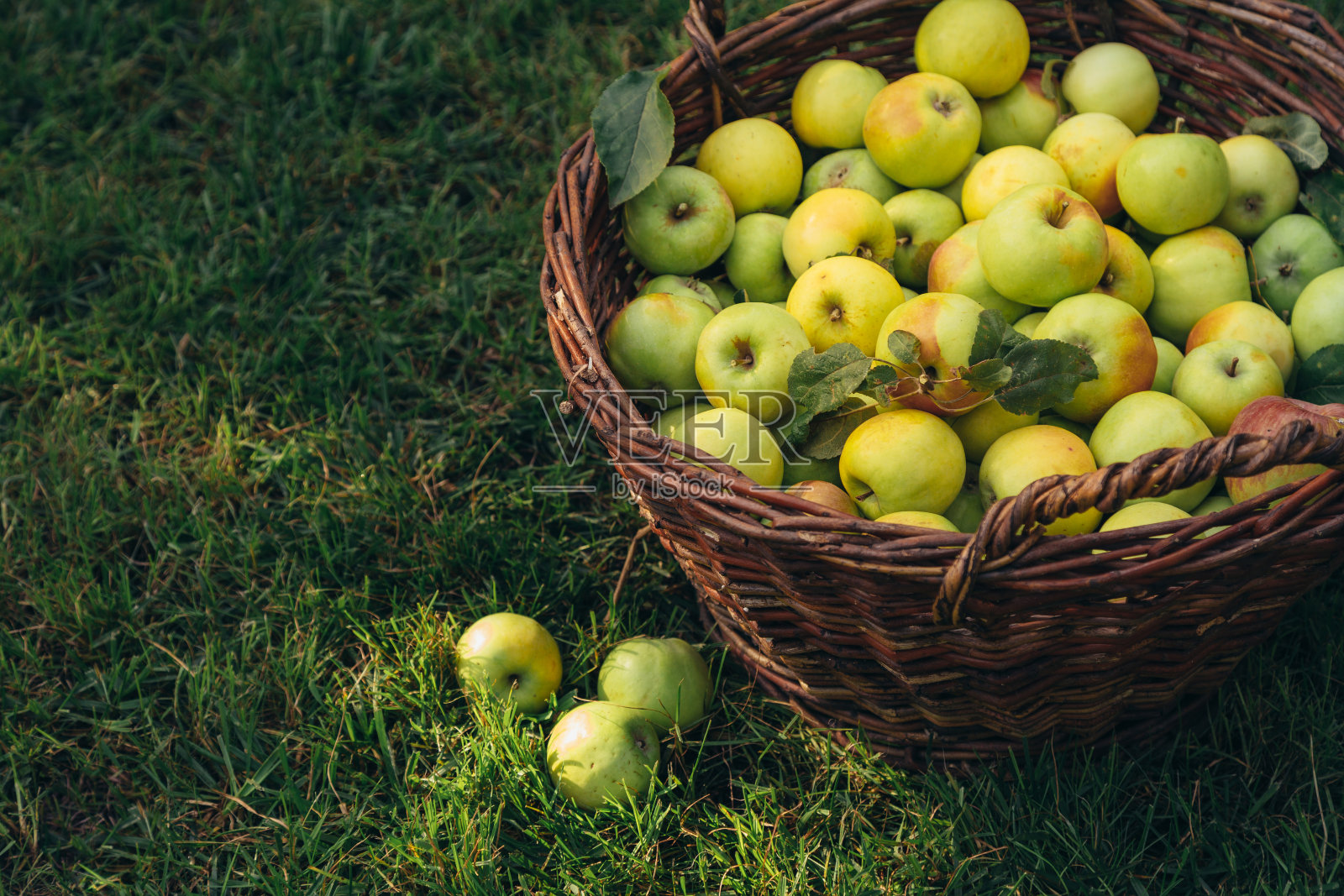 新鲜采摘的有机苹果放在大柳条篮子里，放在花园里的绿草地上。收获的概念。照片摄影图片