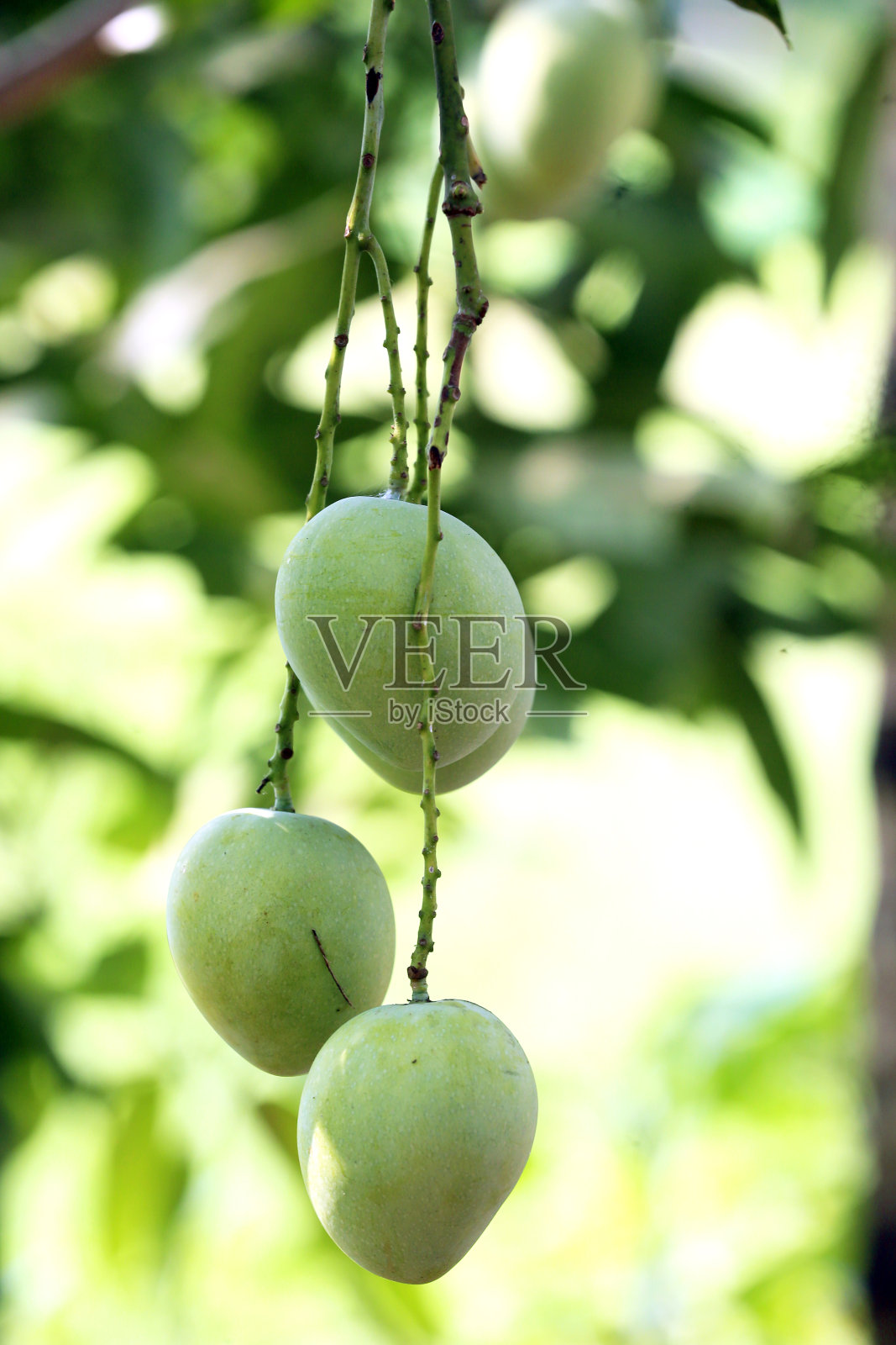 新鲜的绿色未成熟的芒果照片摄影图片