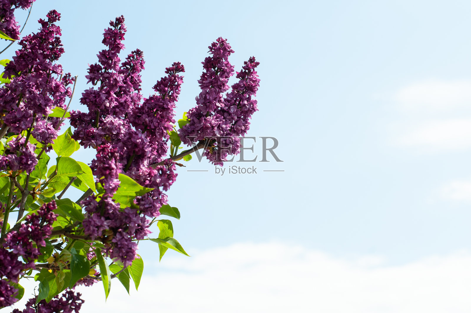 紫丁香丛的紫色圆锥花序照片摄影图片