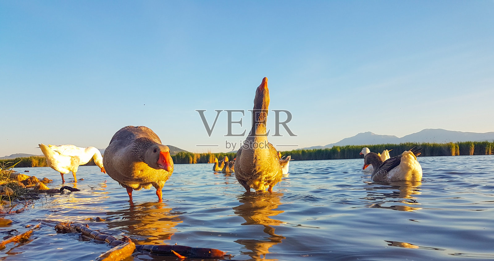 在希腊约阿尼纳，傍晚时分雁鸟在湖边吃东西照片摄影图片