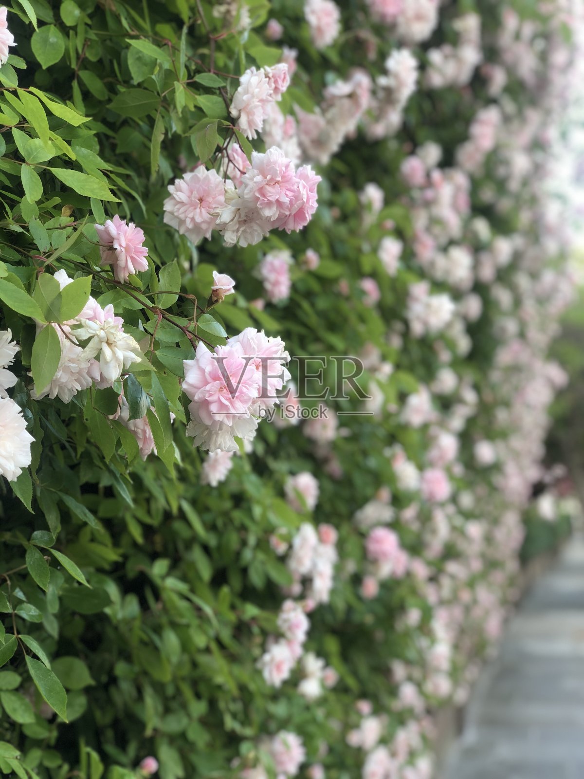 墙上的花照片摄影图片