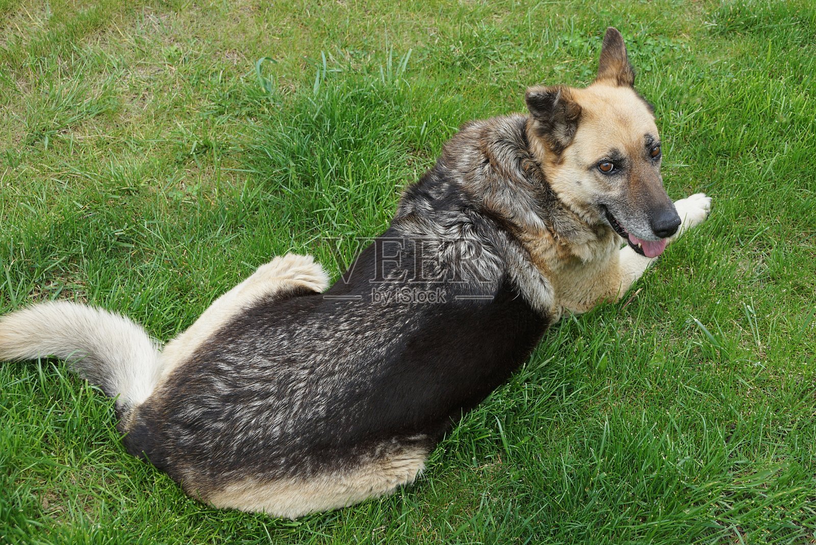 一只棕色的大牧羊犬躺着看着照片摄影图片