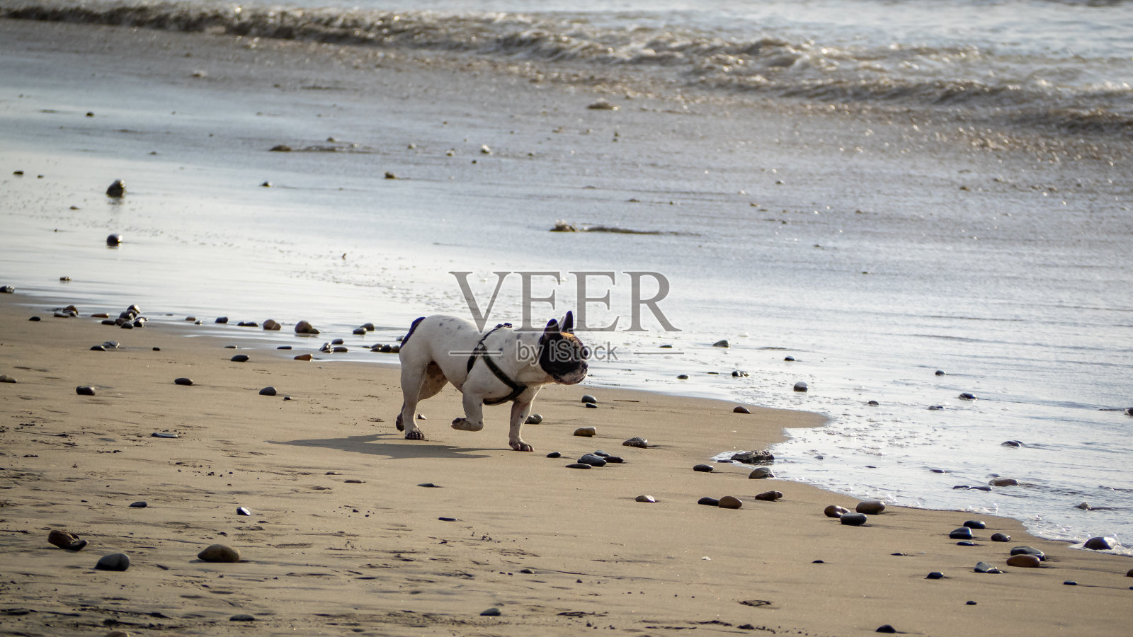 海滩上的狗照片摄影图片