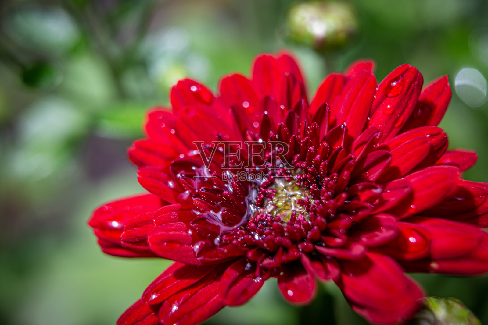 红色盛开的菊花照片摄影图片
