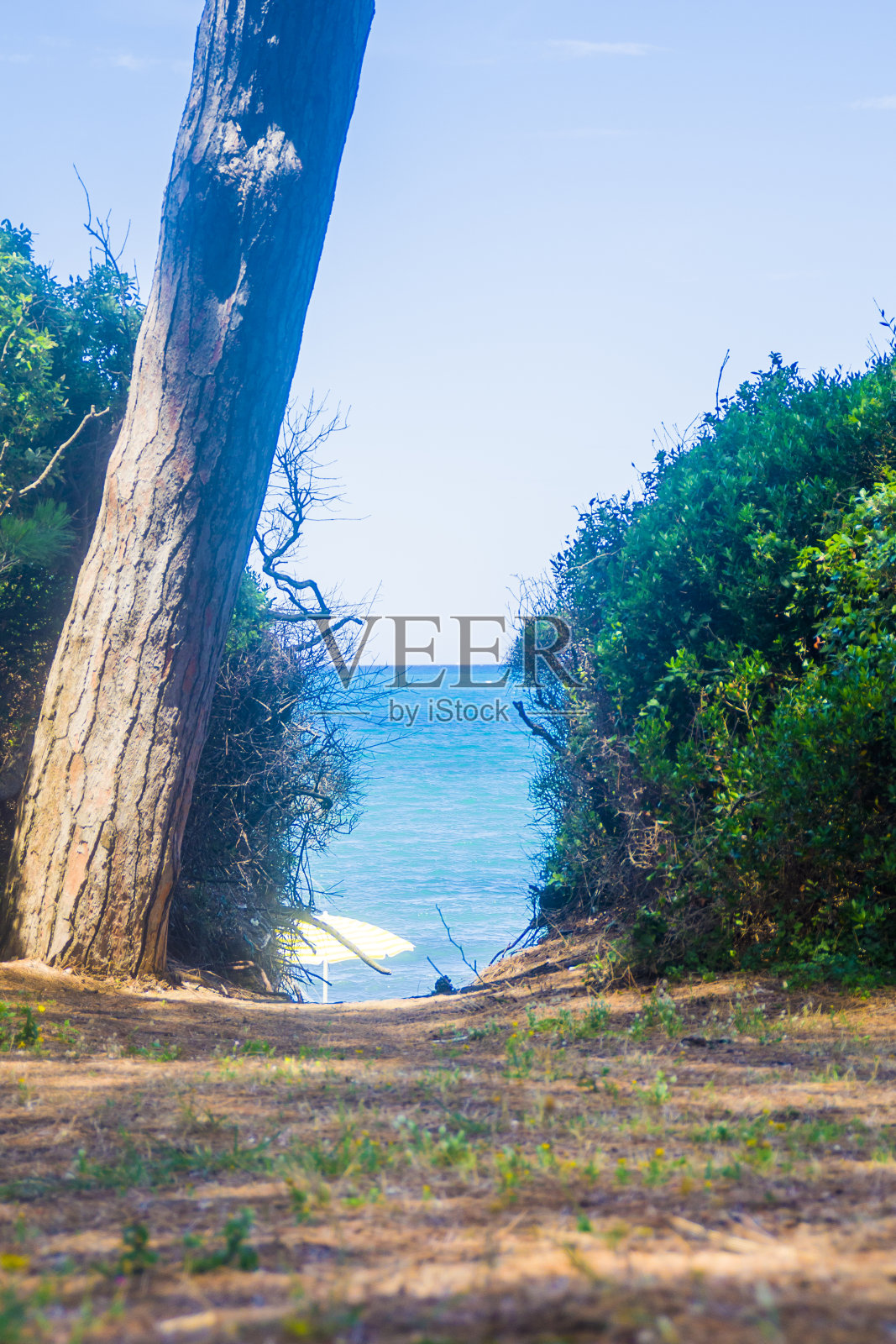 从松树林你可以看到蓝色的大海照片摄影图片