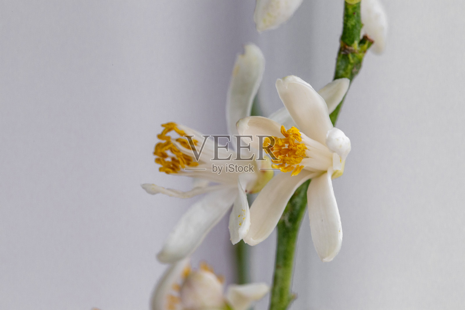 盛开的室内柠檬树孤立的白色背景照片摄影图片