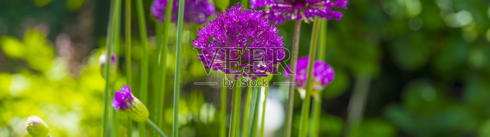 在阳光明媚的春天，鲜艳的花园中，五彩缤纷的花朵照片摄影图片