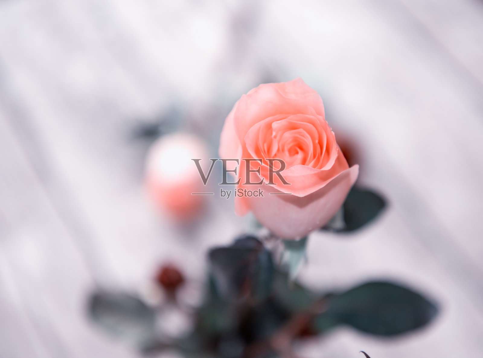 美丽的红玫瑰照片摄影图片