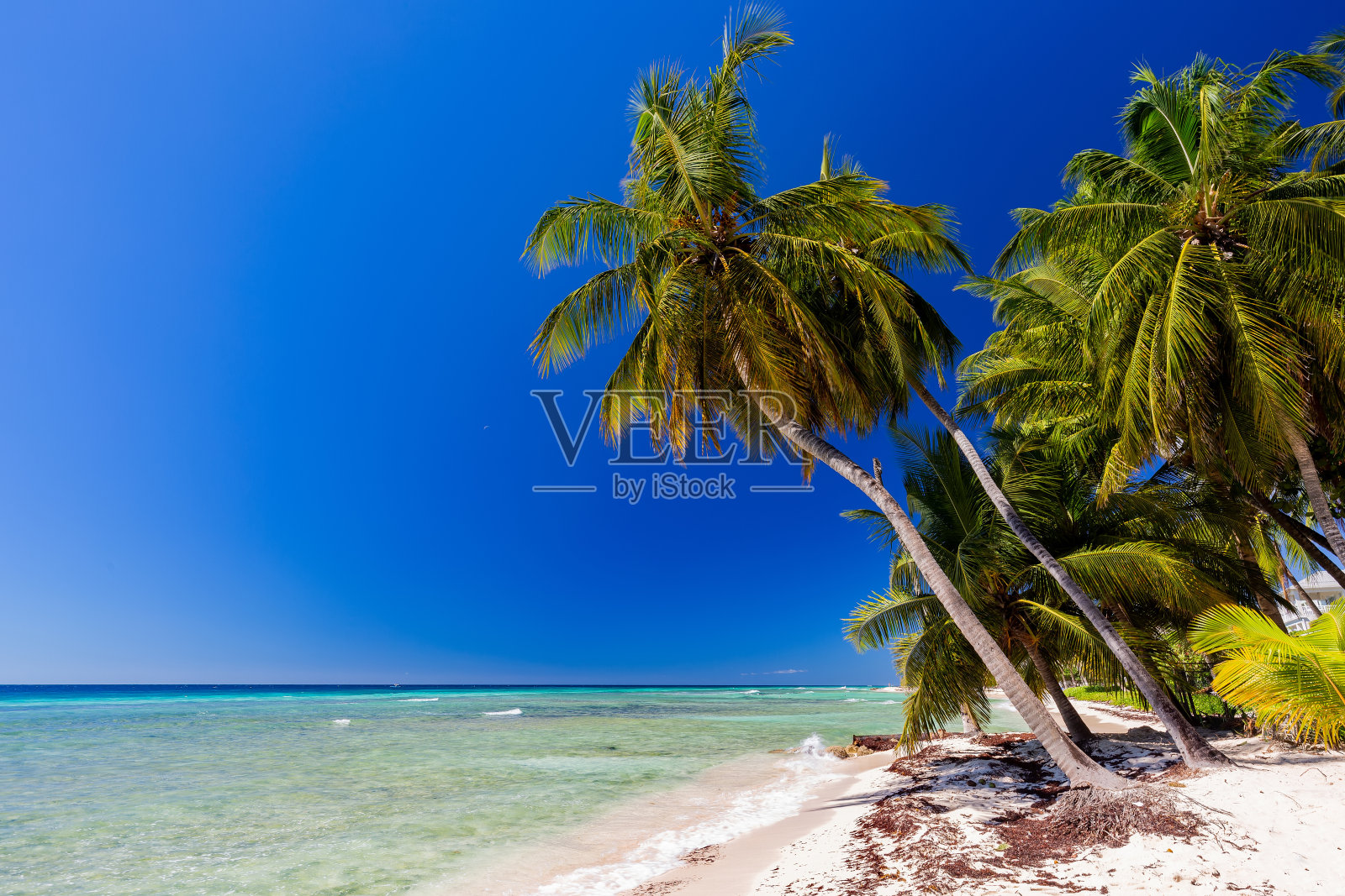 加勒比海海滩上的棕榈树照片摄影图片