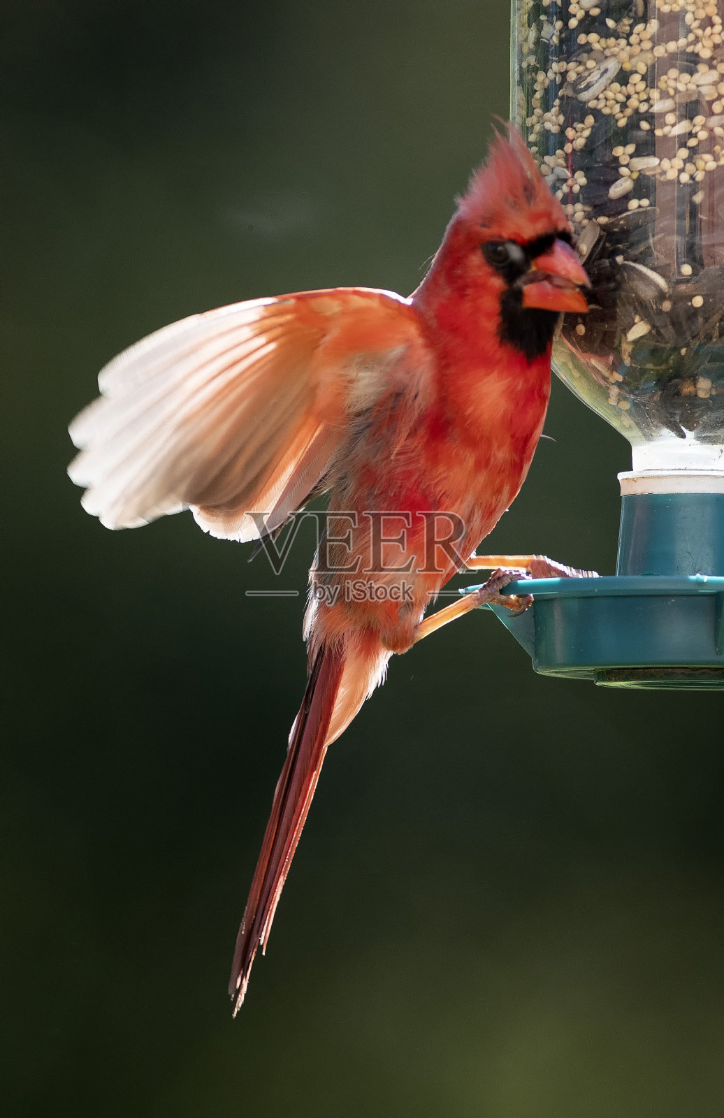 沐浴在阳光下照片摄影图片