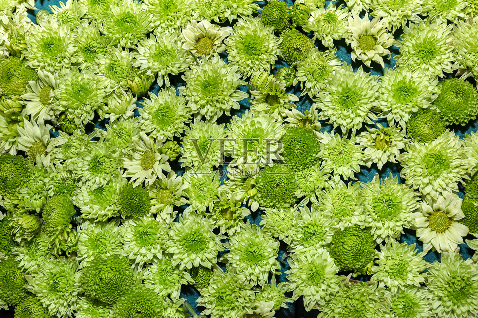 背景是绿色的小菊花。照片摄影图片