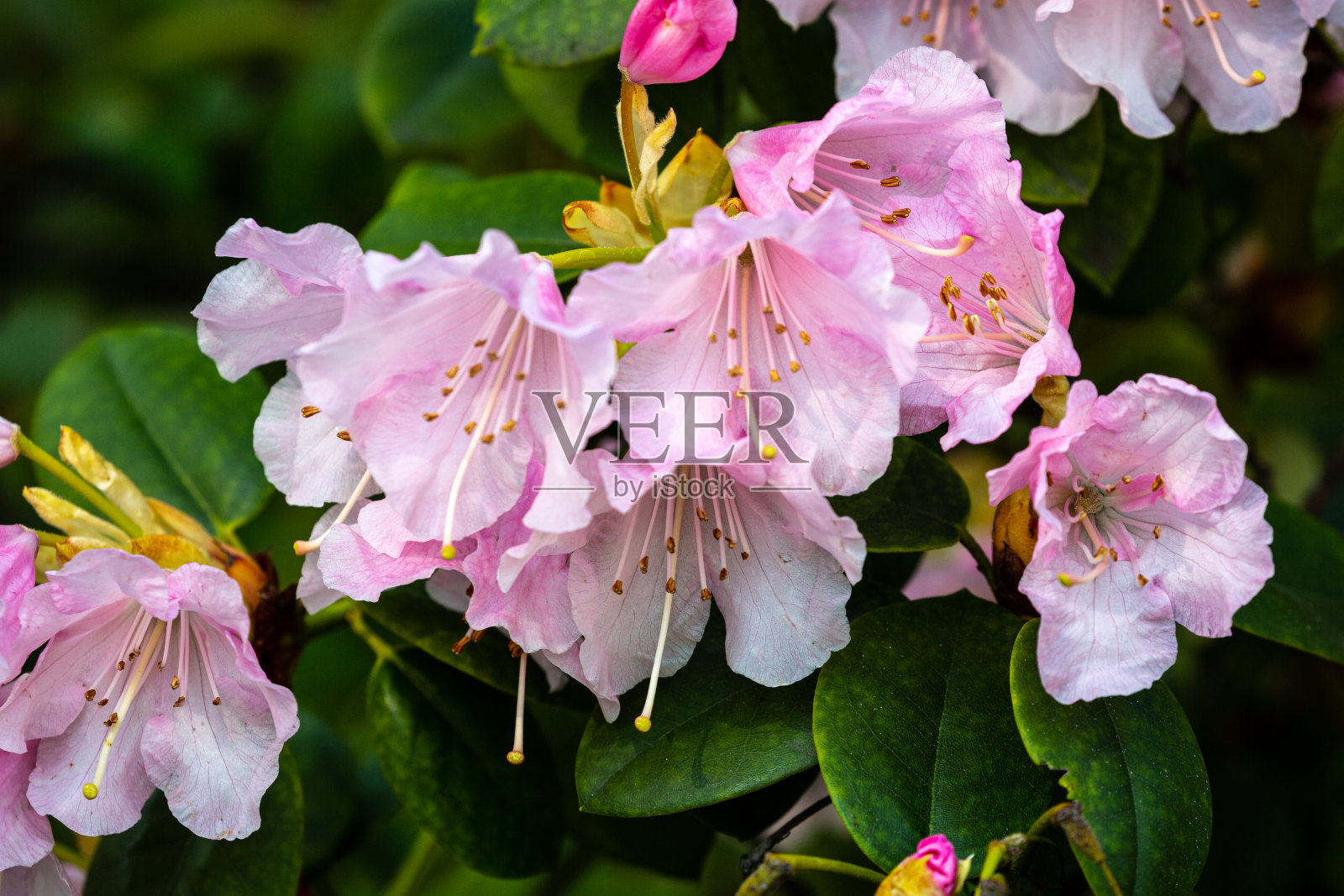 春天开花的树和叶子照片摄影图片