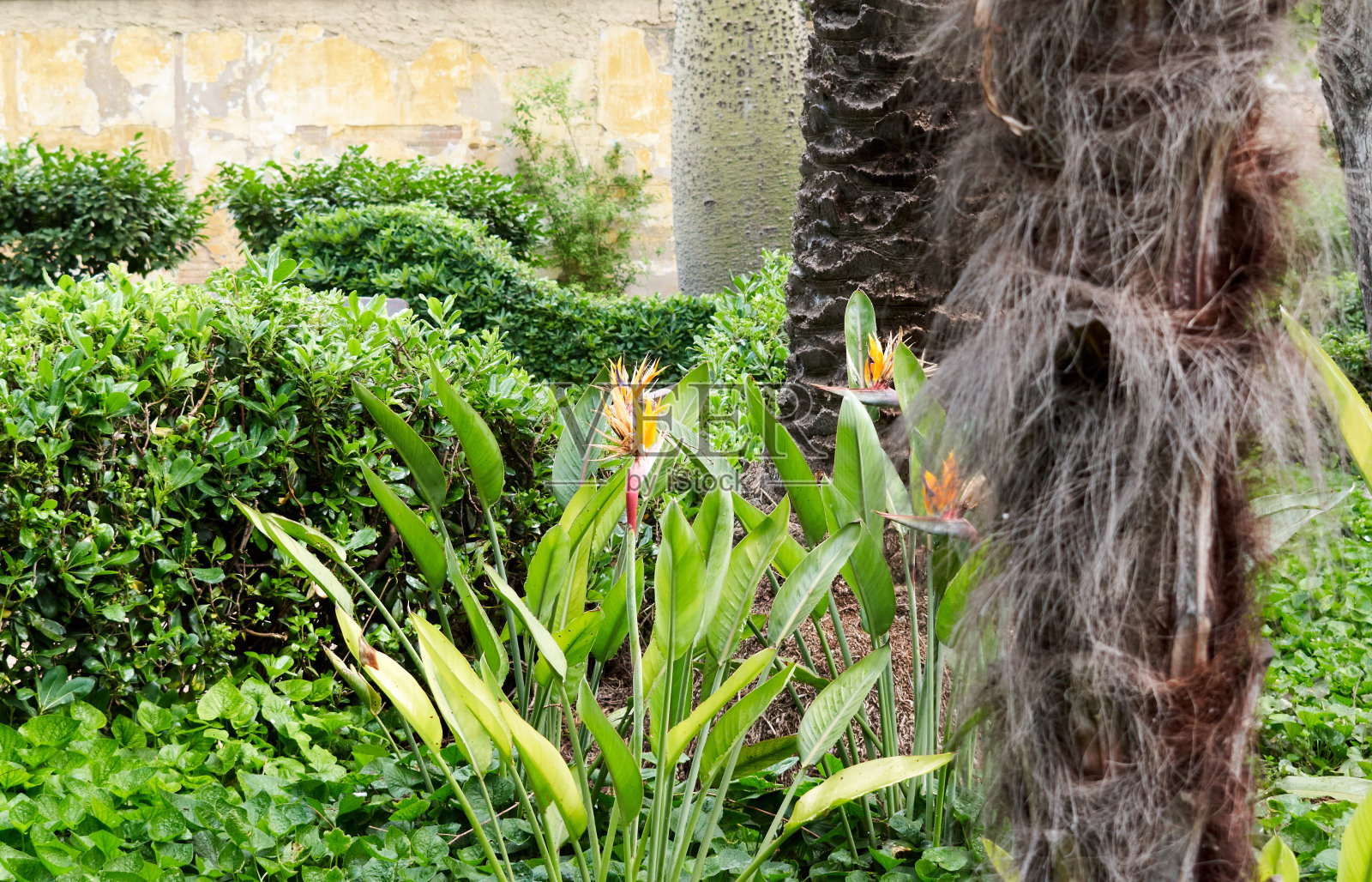 公园里的花和鹤很像照片摄影图片
