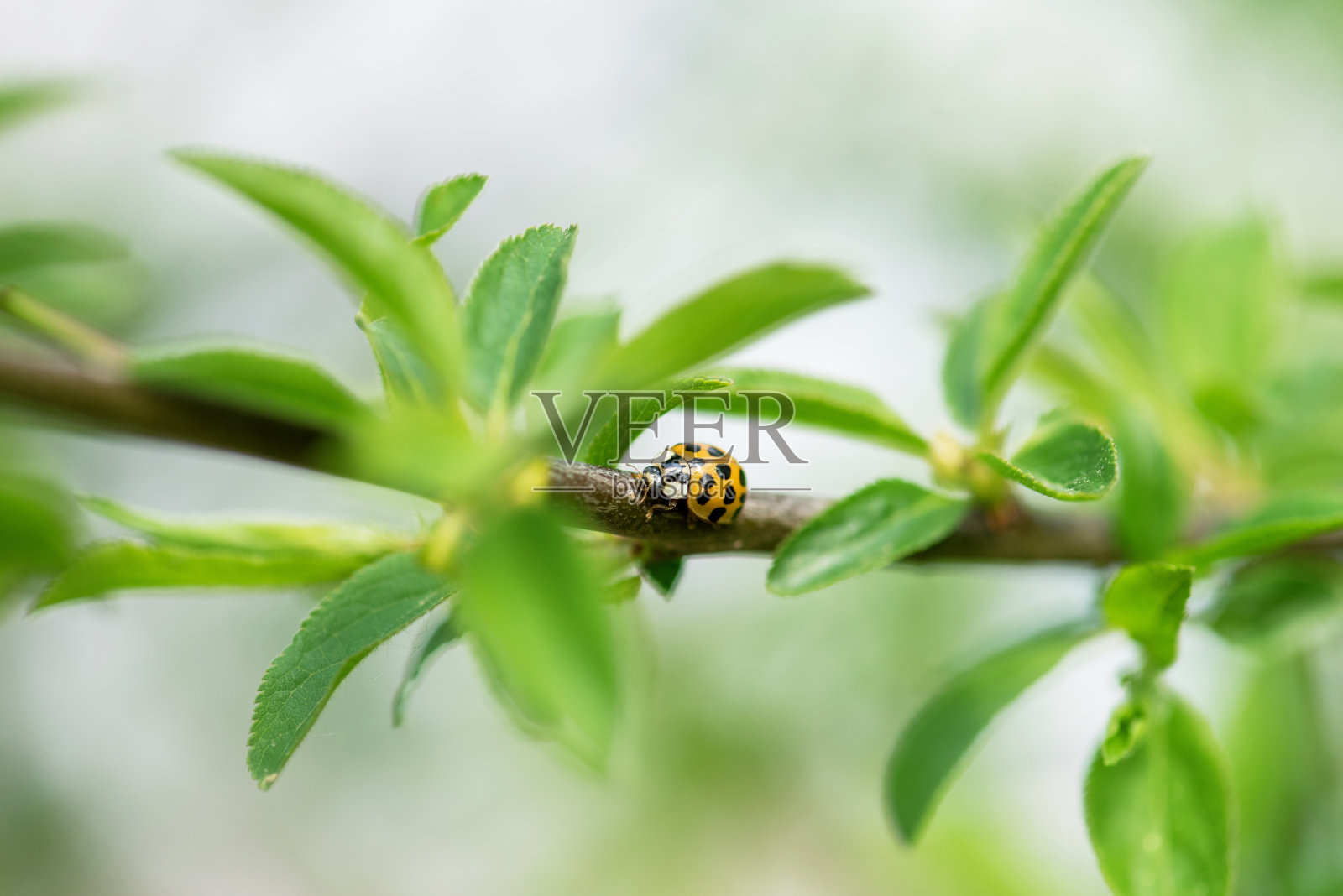 瓢虫坐在树枝上。照片摄影图片