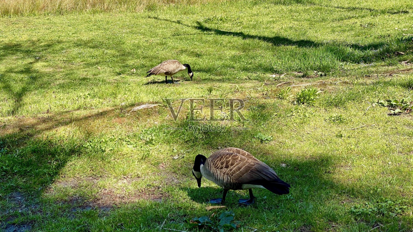 两个鹅照片摄影图片