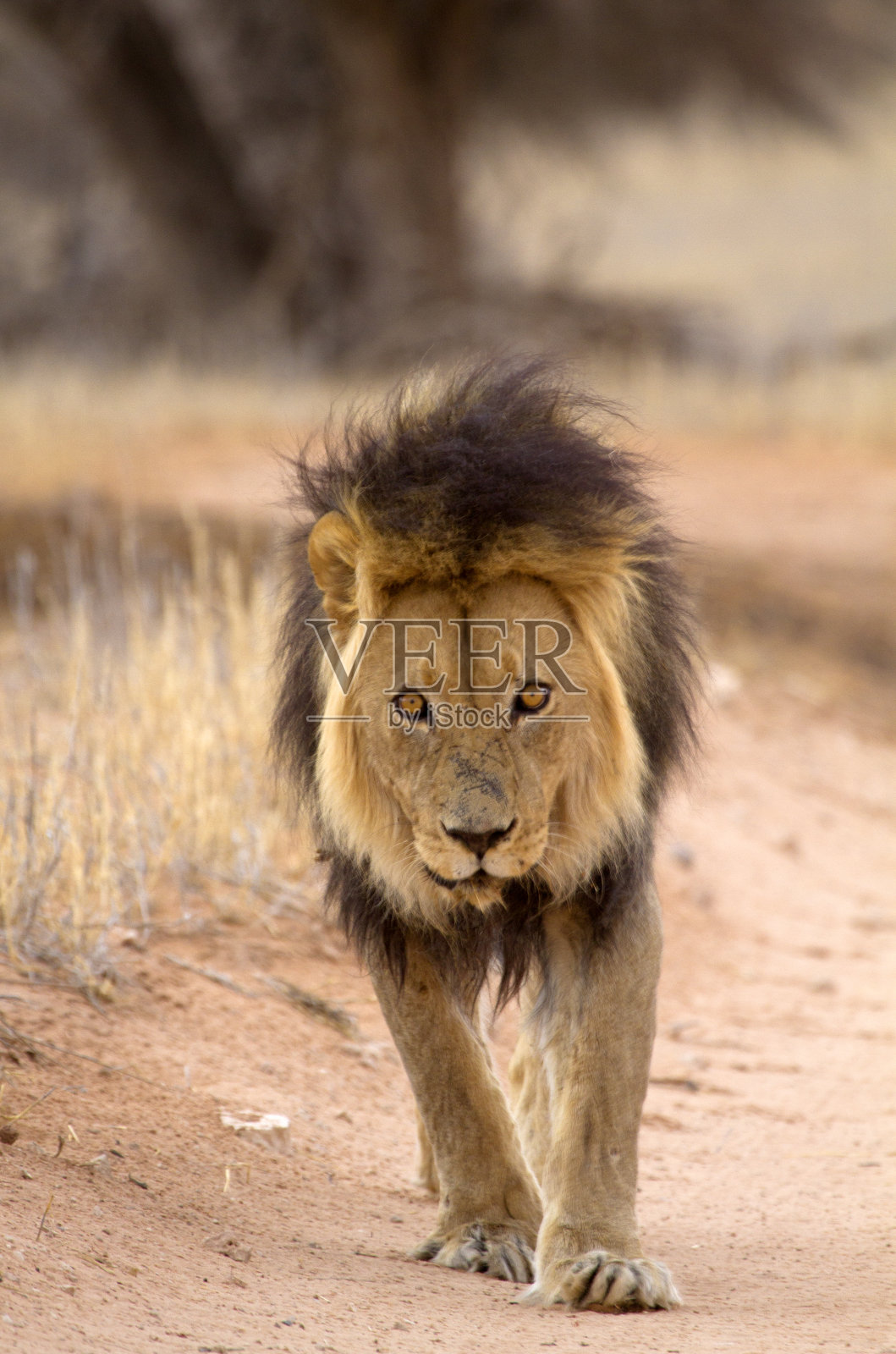 狮子照片摄影图片