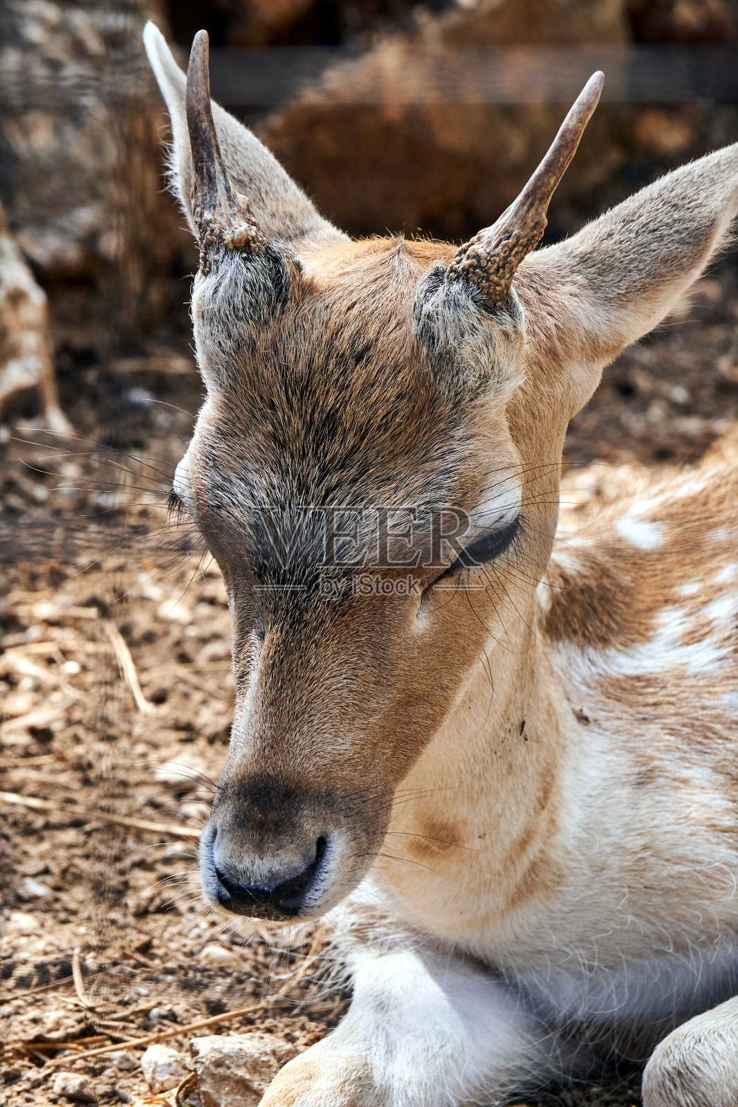 一个年轻的欧洲雄鹿的肖像照片摄影图片