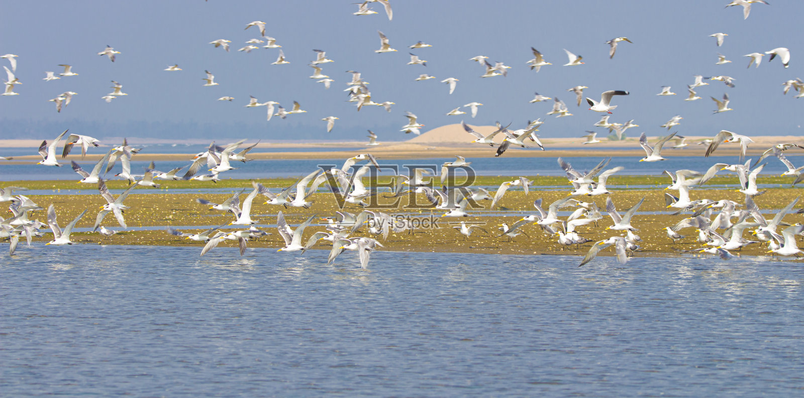 一群海鸥飞过一个湖照片摄影图片