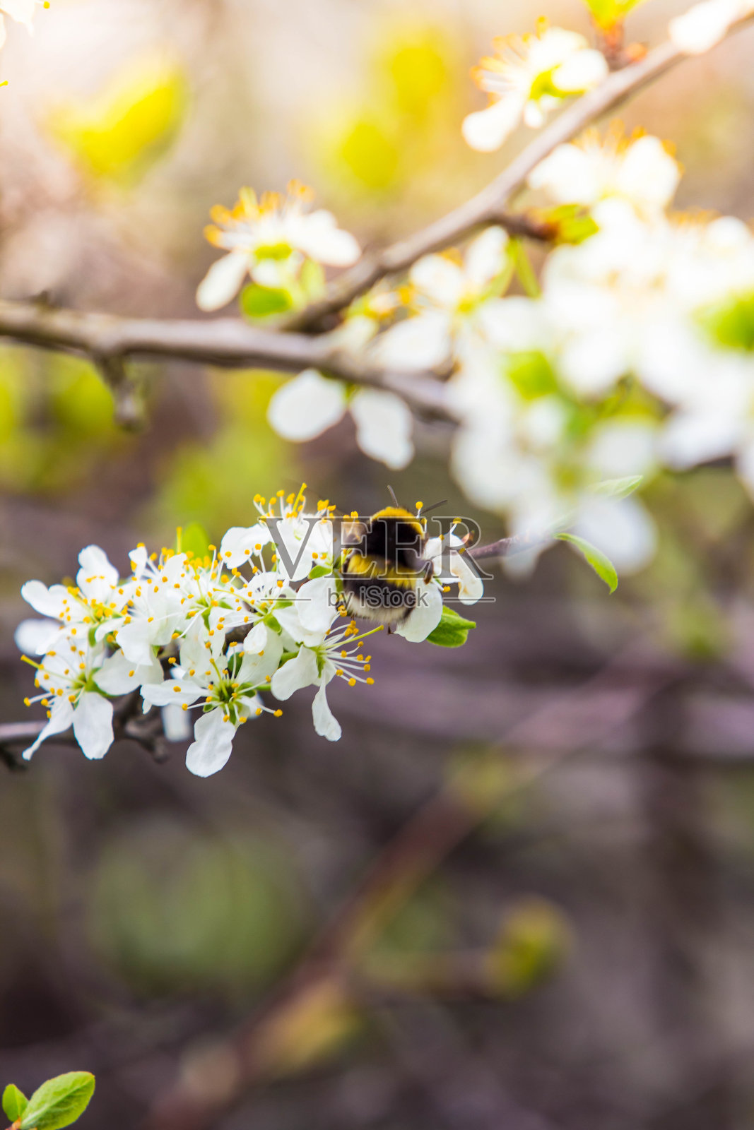 开花的果树，有芳香的白色花朵和大花瓣，还有一只大黄蜂为它们授粉照片摄影图片