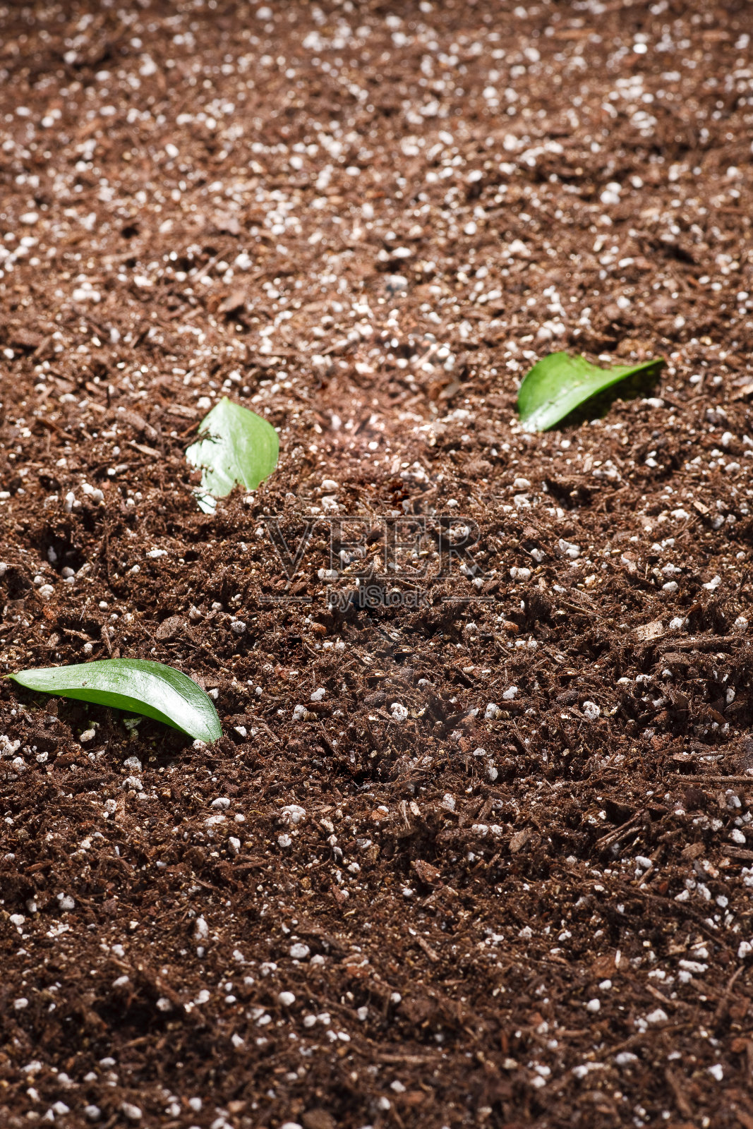 看起来对植物生长有营养的土壤。照片摄影图片