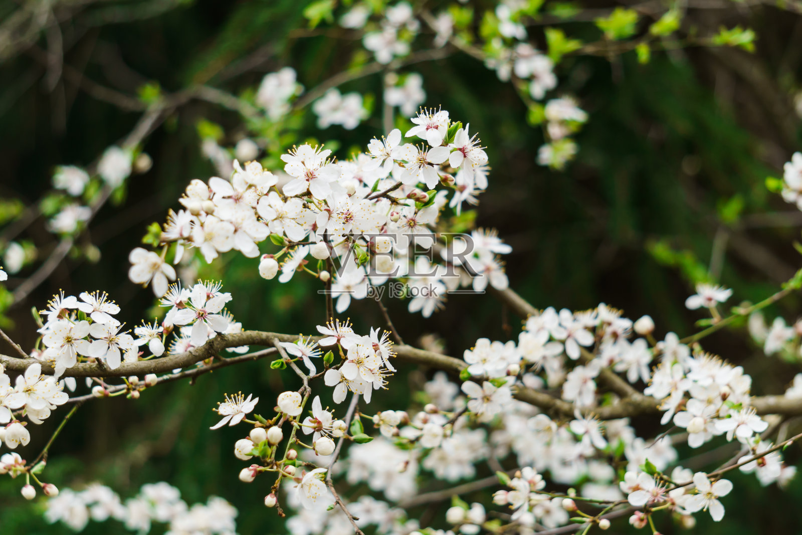 在春天的花园里，白色的樱花和黄色的雄蕊在树枝上。照片摄影图片