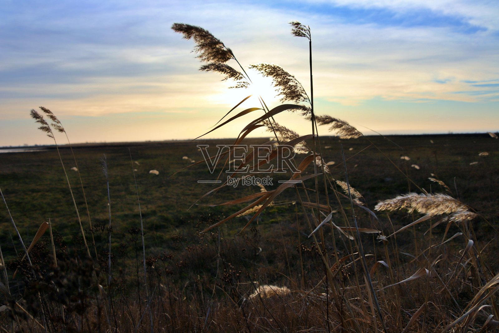 灯光下的芦苇照片摄影图片