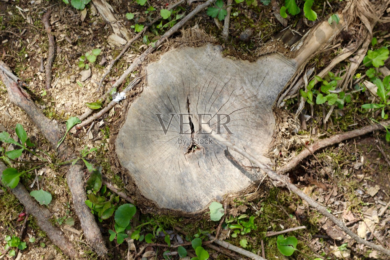 小老树桩照片摄影图片