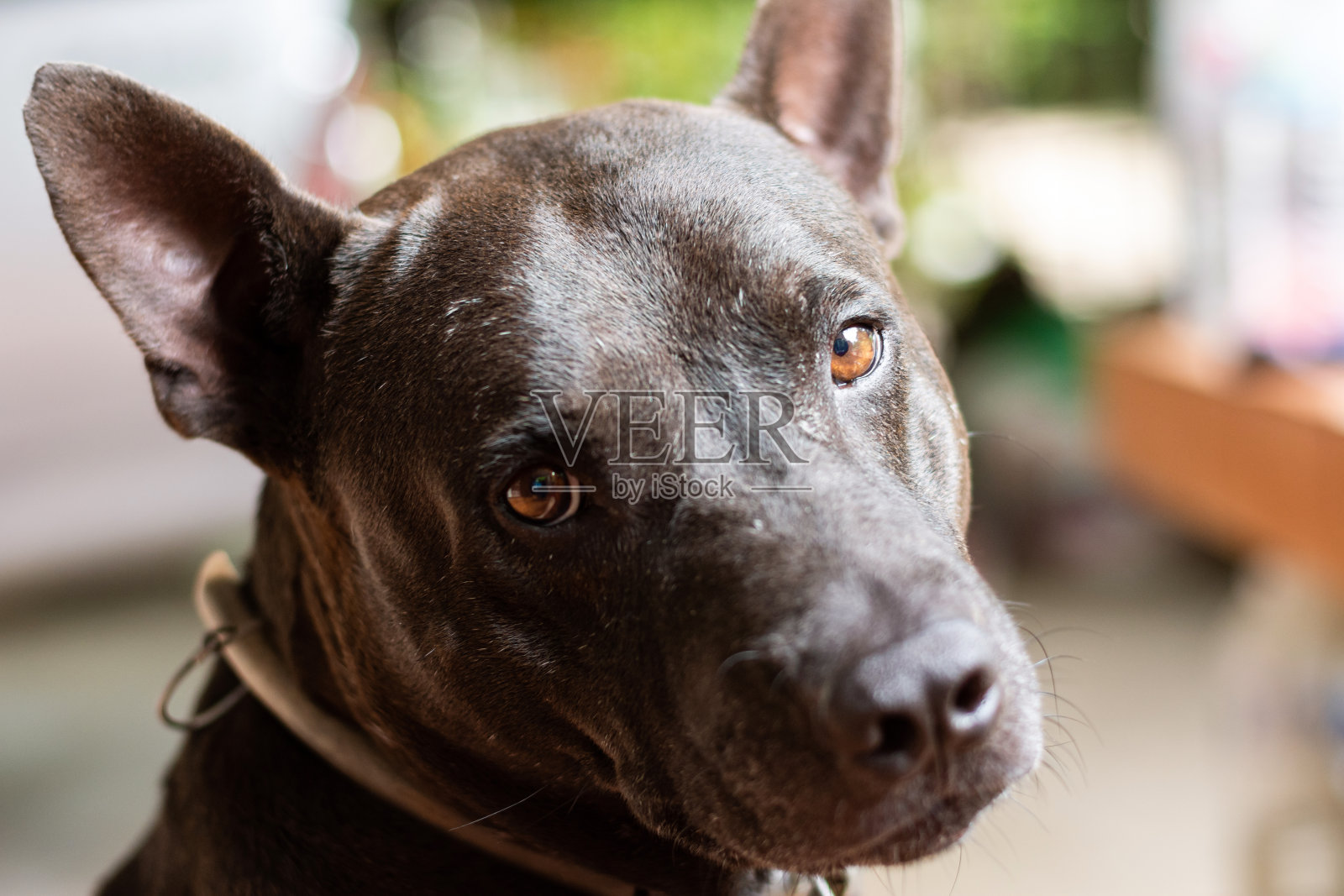 近距离拍摄的黑皮肤狗的脸和看镜头。照片摄影图片