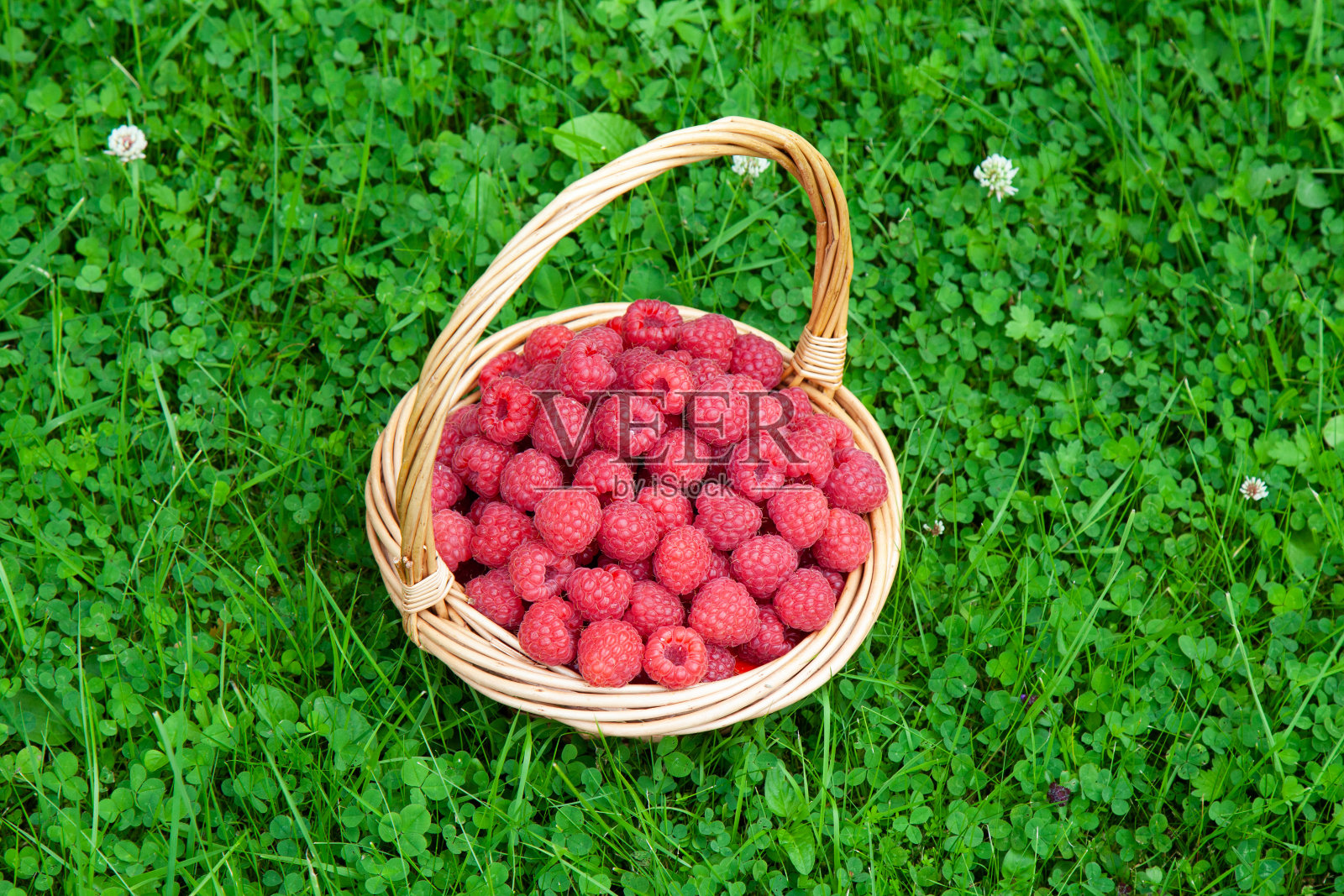 绿草上的柳条篮子，挂着红色的覆盆子照片摄影图片
