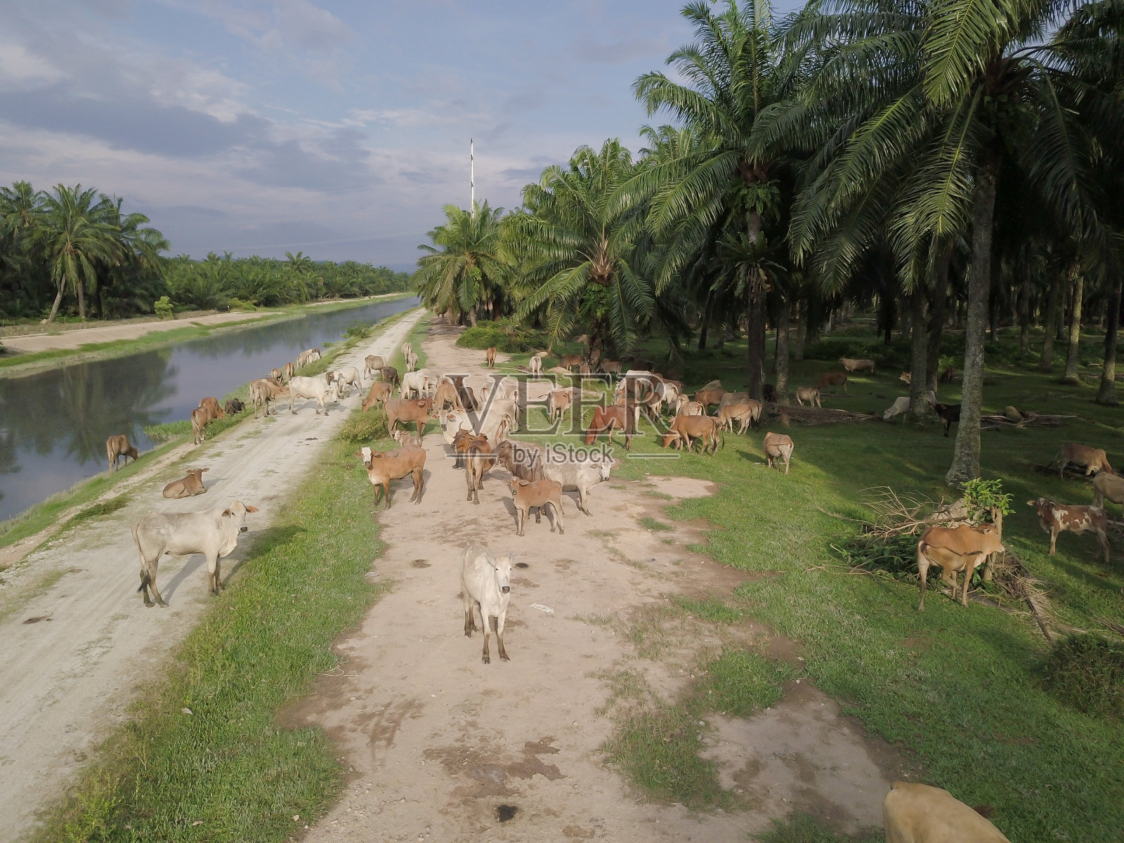奶牛在油棕榈中寻找食物照片摄影图片