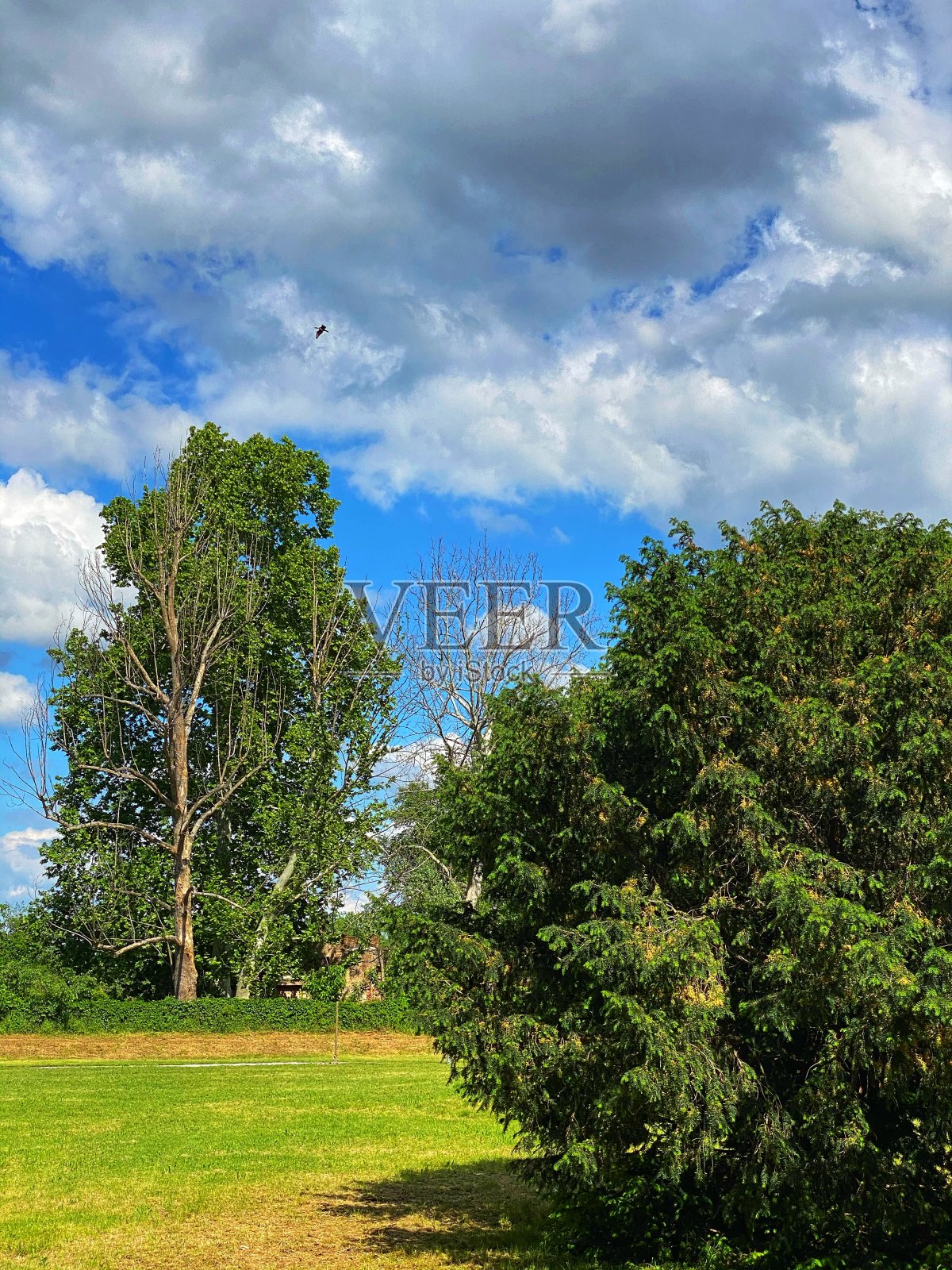 公园照片摄影图片