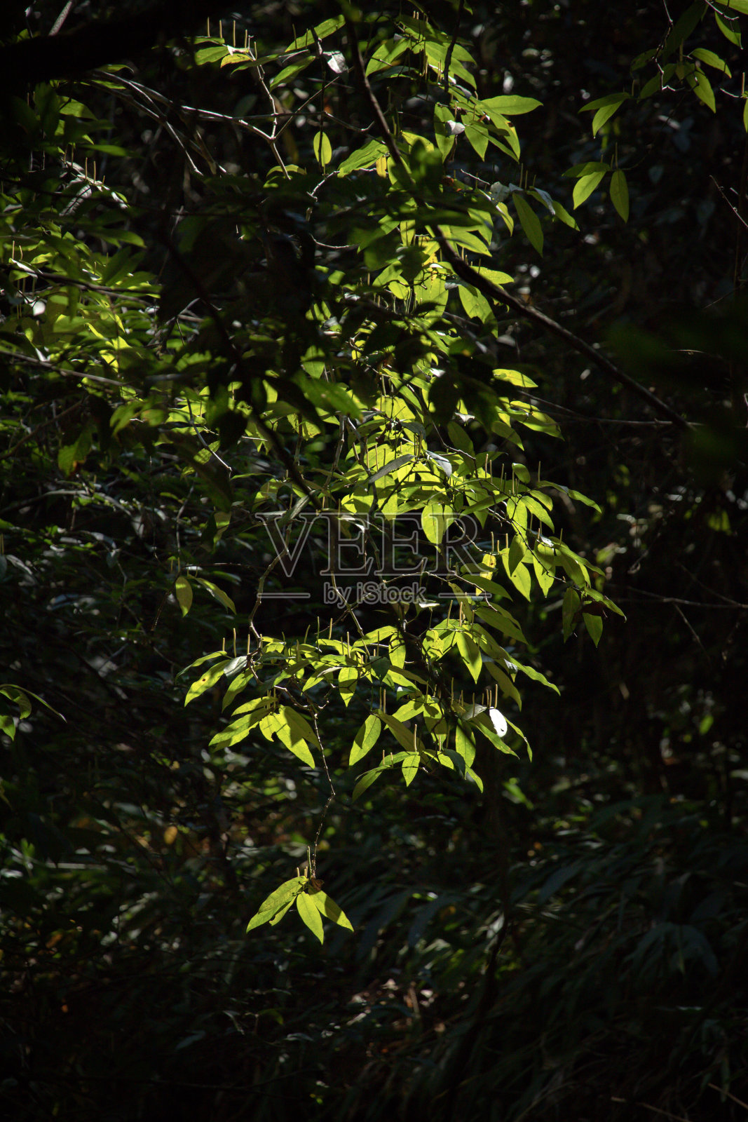 暗色模糊的植被上的新鲜绿叶。生态壁纸的概念。照片摄影图片