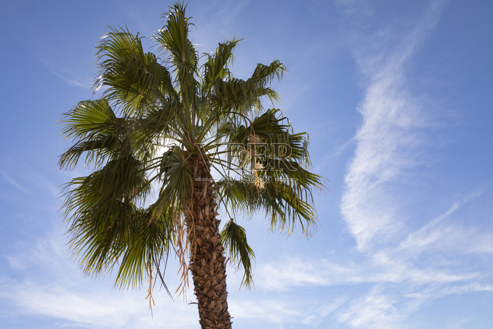 在海滩上，棕榈树对着蓝天，圣皮特海滩，美国佛罗里达州照片摄影图片