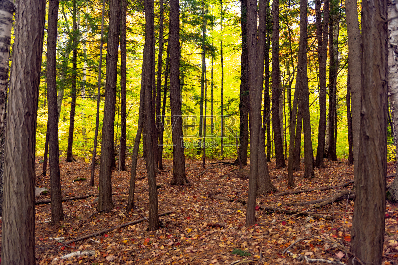 秋天的马斯科卡湖，哈代湖省公园，安大略省，加拿大照片摄影图片