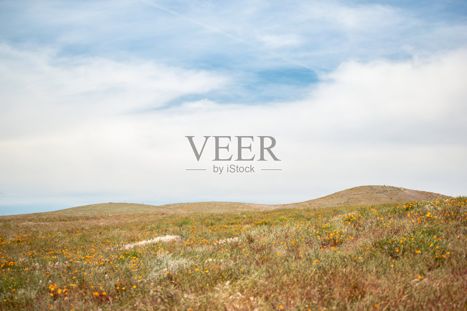 加州春天盛开的罂粟花照片摄影图片