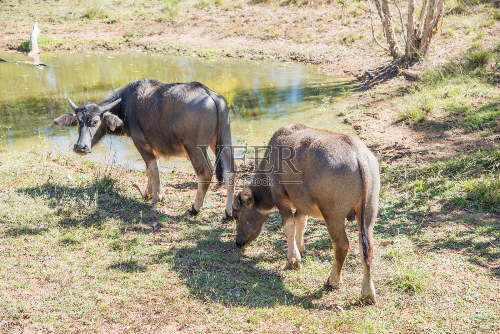 在池塘附近放牧的水牛照片摄影图片