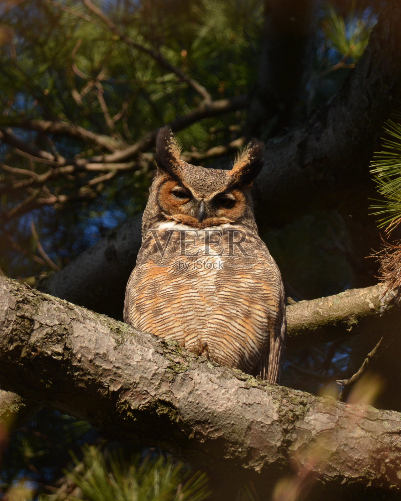 大角鸮照片摄影图片