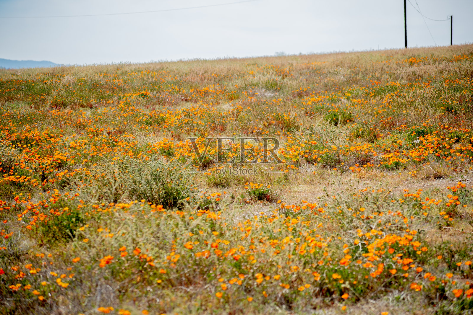 加州春天盛开的罂粟花照片摄影图片