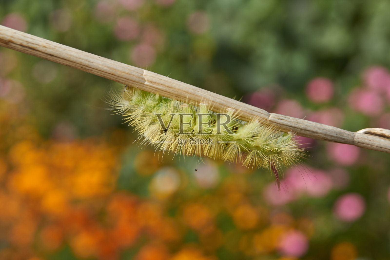 红尾蝶的毛虫，或毛脚蝶的毛虫。Calliteara pudibunda)。照片摄影图片