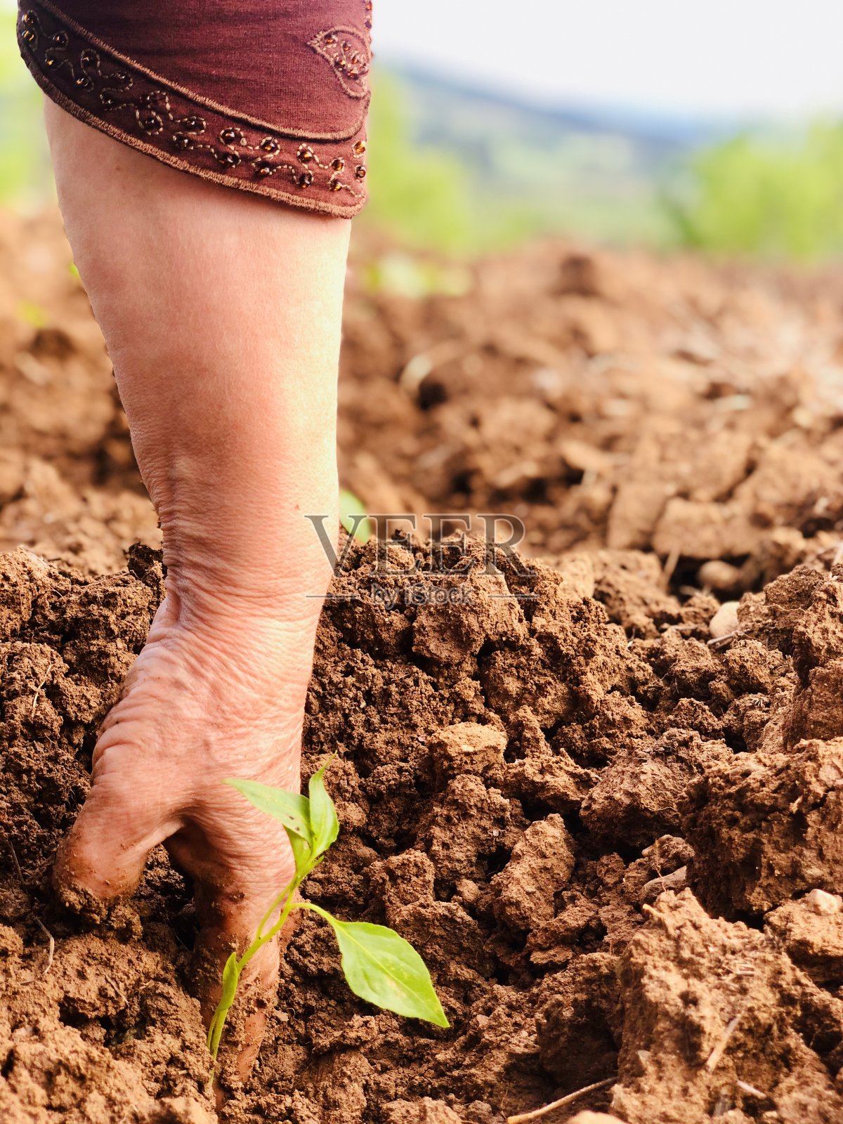 绿色花园和绿色树木照片摄影图片
